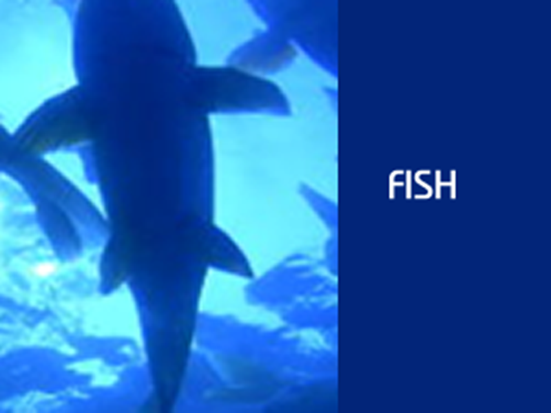 fisk
