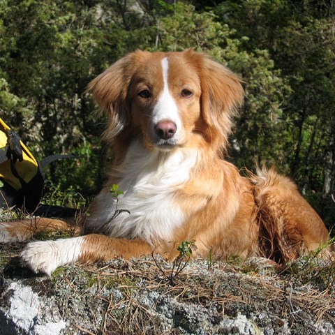 International breeding program to improve health in pedigree dogs |  Externwebben