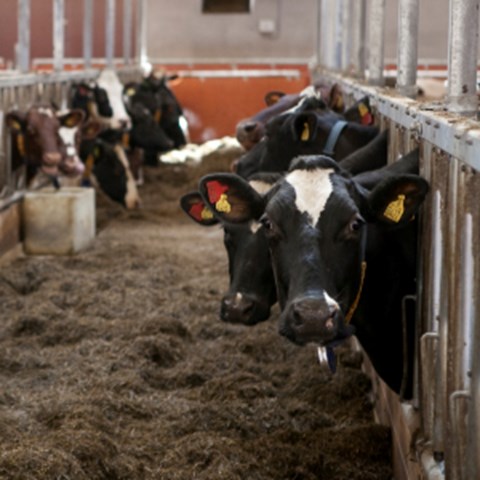 Precision livestock breeding – improving both health and production in  dairy cattle | Externwebben