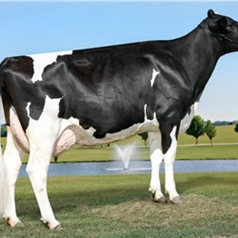 Crossbreeding in dairy cattle: novel breeding tools for sustainable dairy  and beef production | Externwebben