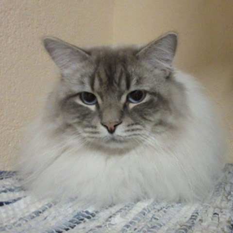 Close up picture of a cat of the breed neva masquerade