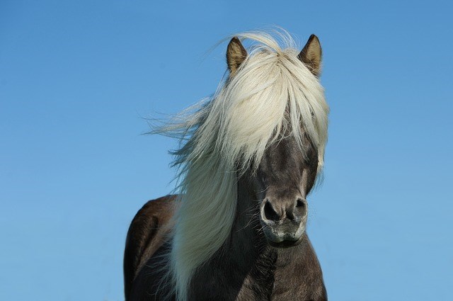 Mörk häst med stor vit man framför blå himmel. Foto