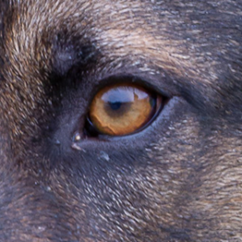 Gulbrunt hundöga. Foto