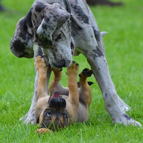 Stor grå hund står över liten brun hund som ligger på rygg i gräset. Foto