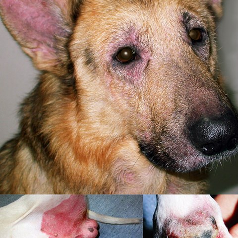 Dog with atopic dermatitis. collage
