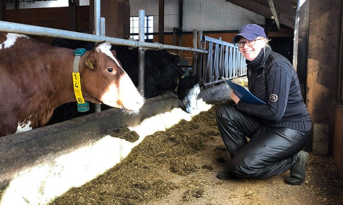 In the barn, a cow is looking at a woman standing on her knee, smiling to the camera.