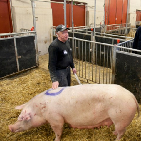 Farmer with pig in barn