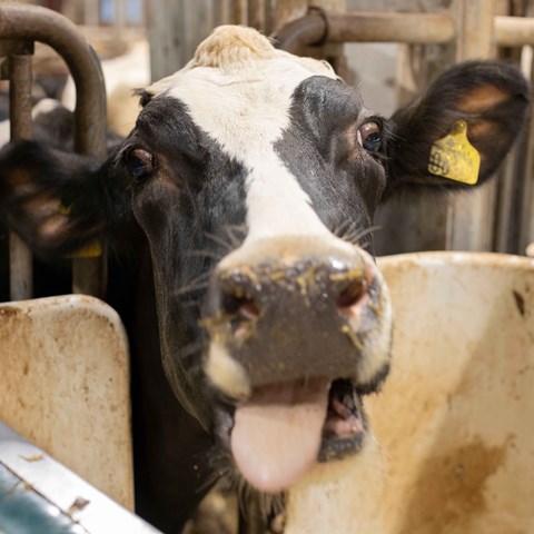 A cow chewing fodder and sticking out her tongue.