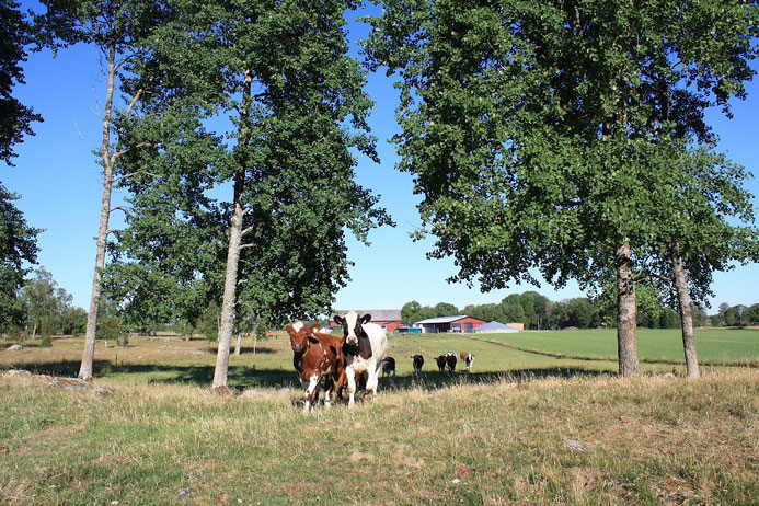 Cattle on pasture with the farm Götala in the background