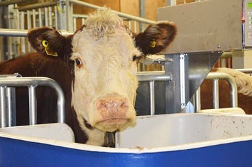 Photo: Herefordcow standing in a crib.