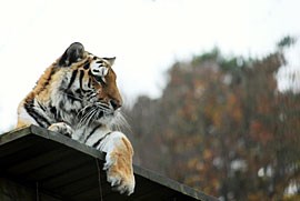 Foto: En tiger som ligger på ett tak och tittar ut.