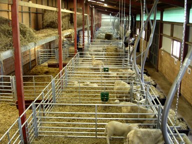 Foto: Överblicksbild på flera får-boxar inomhus. 