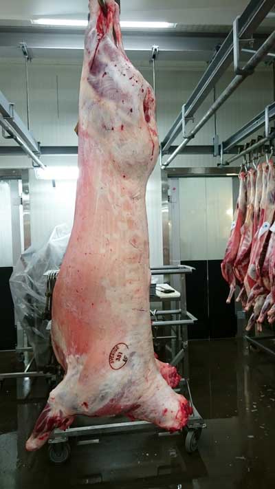 Lammköttskvalitet - slaktkropp