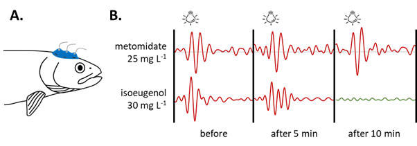 Drawing: Using a novel non-invasive technique for determining if consciousness is lost in rainbow trout during induction of anaesthesia. (A) A schematic of the custom-made cutaneous brain electrodes used to measure the electrical brain activity (i.e. electroencephalogram, EEG) in rainbow trout. (B) Visually evoked response (VER) in the EEG (or loss thereof); before, after 5 and 10 min exposure to the anaesthetics metomidate or isoeugenol. The green line indicates a complete loss of VERs after induced after 10 min by the isoeugenol.