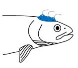 Skiss: Fisk med mätutrustning på huvudet