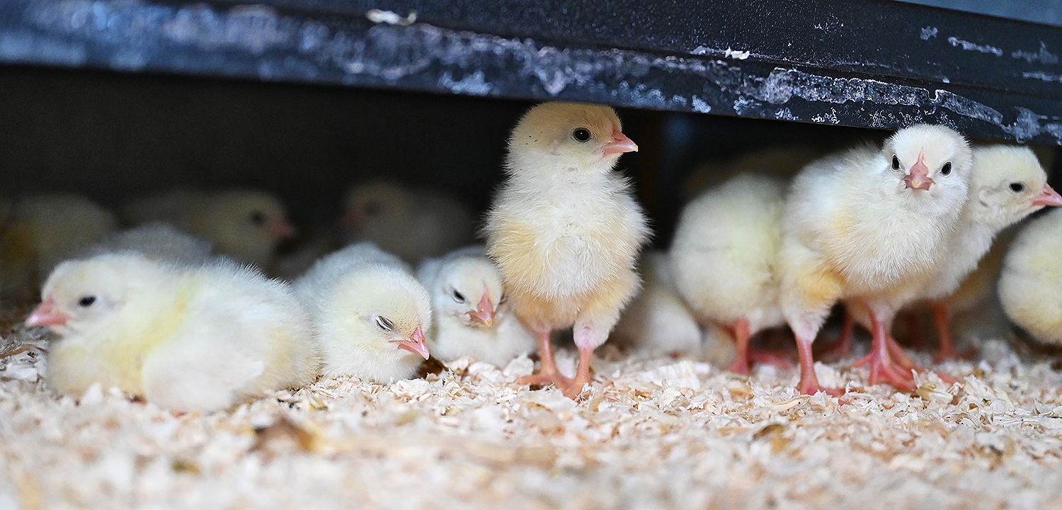 Laying hen chicks underneath a dark brooder