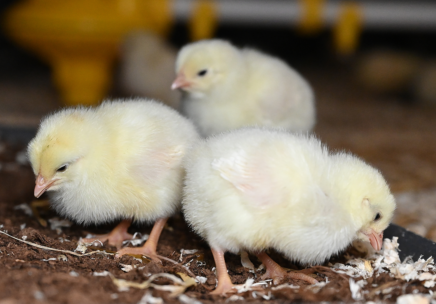 Laying hen chicks foraging in peat