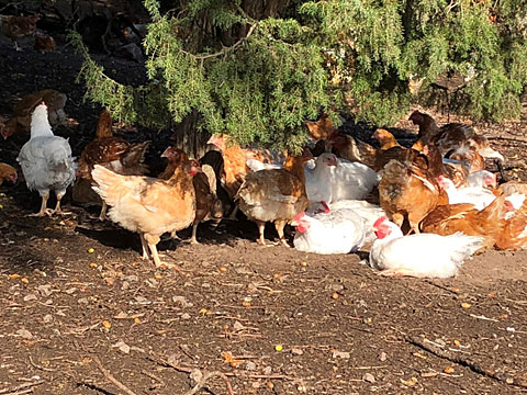 Photo: Brown and white hens outside under a tree.