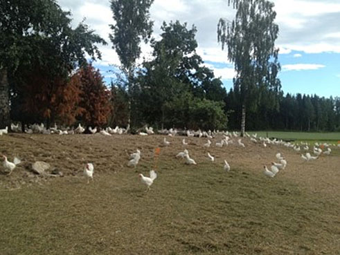Photo: White hens outside.
