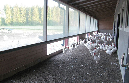 Photo: White hens on a "veranda".