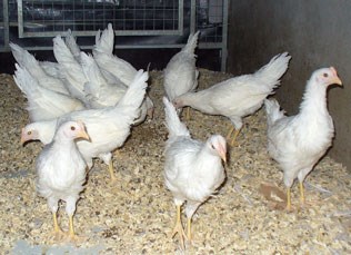 Photo: White hens in cutting.