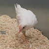 Photo: Young hen standing in straw