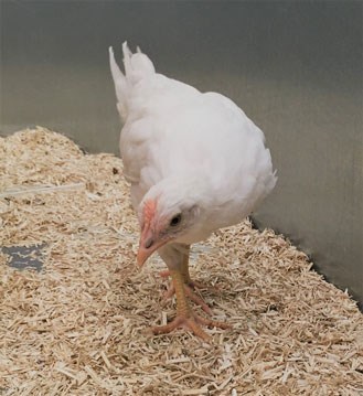 Photo: Young hen standing in straw