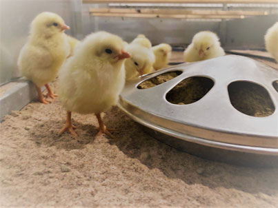 Foto. Små kycklingar äter ur fodertråg