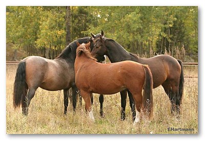 Foto: Tre hästar i en klunga