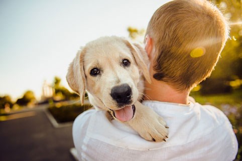 Foto: Hund hänger över axeln på en man