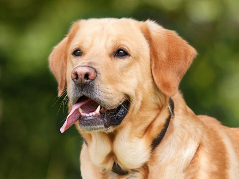 Photo: The head of a golden retriever with the tongue outside of the mouth
