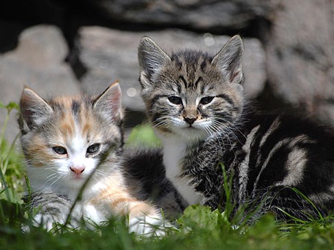 Foto: Två kattungar i gröngräset.