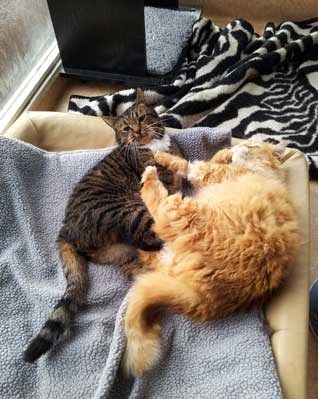 Foto: Två katter ligger med benen mot varandra på en filt.