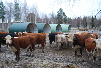 Djur ute