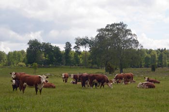 Herefordkor på bete