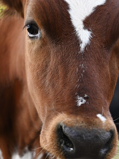 Close-up picture of young cow
