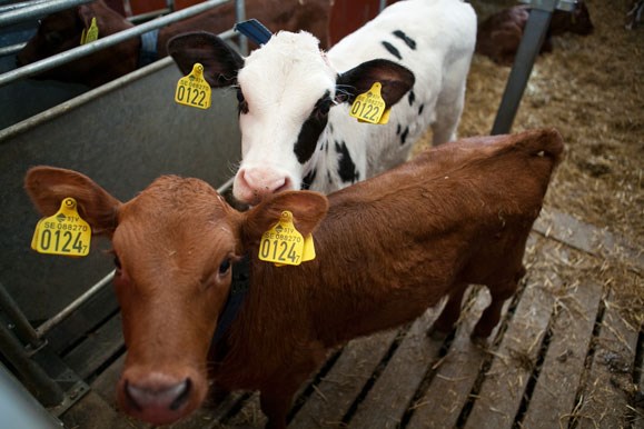 Foto: En brun och en svart kalv med gula nummerlappar i öronen står på ett spaltgolv och tittar på dig.