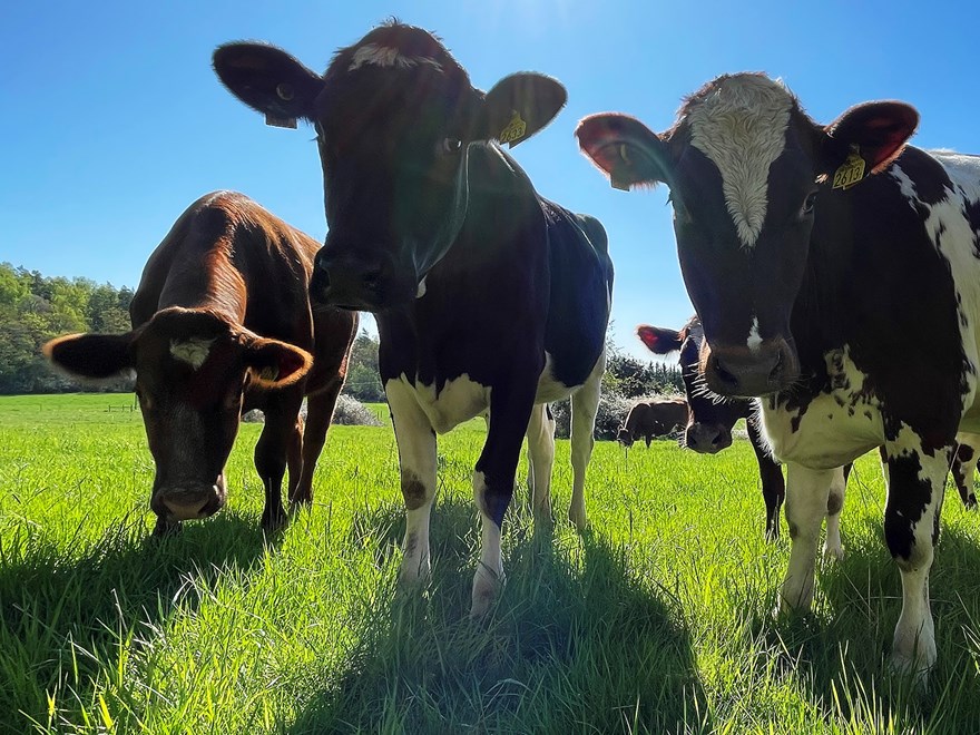 Curious cows on a green pasture. the sun is shining and the sky is blue.