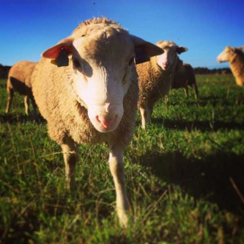 Foto: Ett får på bete står o titta på dig med fler får i bakgrunden.