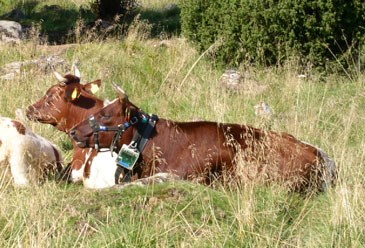 Foto: Kor på bete ligger i högt gräs.