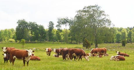 Photo: Cattle on pasture at Götalas natural grazing.