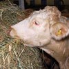 Foto: Vit ko äter hö från en rundbal.