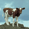 Foto: En kalv står på en kulle utomhus och tittar ner.