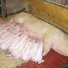 Photo: A sow in a box with her piglet laying close to the udder