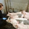 Photo: Pigs with numbers written on their back nosing on a person in the box.