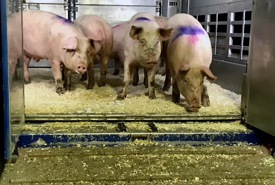 Photo: Four pigs standing and looking out from a truck, ready for the transport to the slaughterhouse.