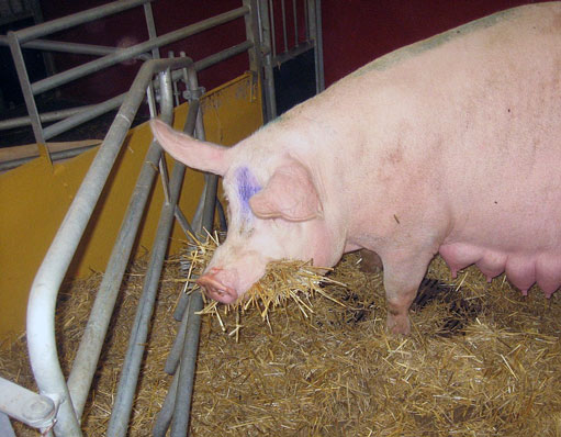 Photo: Sow with straw in her mouth