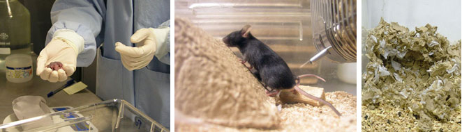 Foto: Musunge i en hand, en mus i bur och ett musbo.