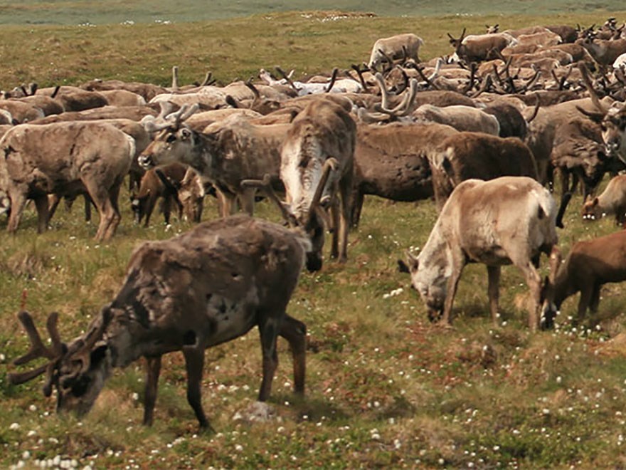 Many grazing reindeer in the summer. Photo.