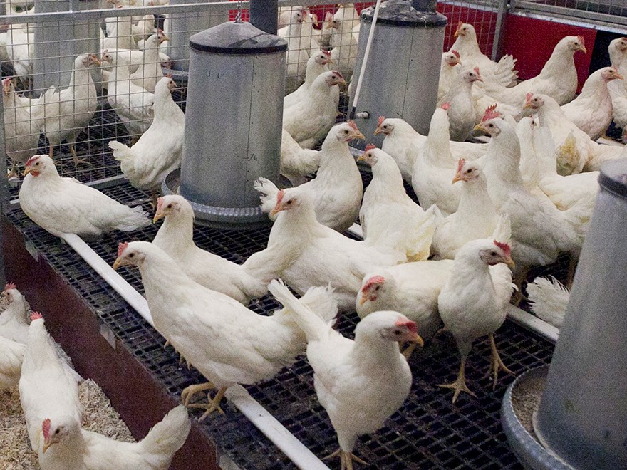 White chickens in loose housing. Photo.